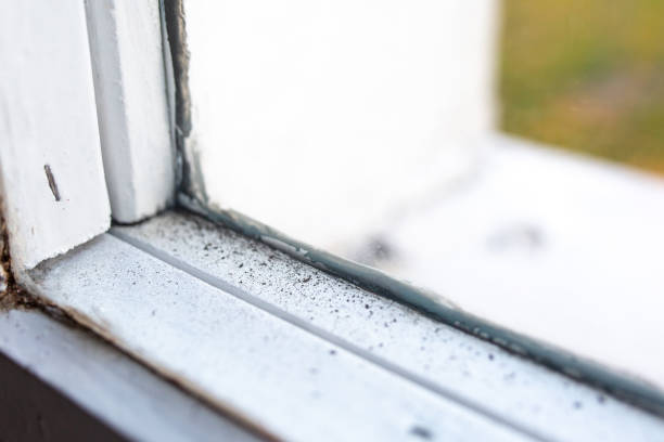 Best Basement Mold Removal  in Yankton, SD