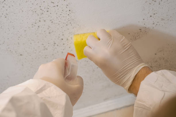 Best Biohazard Mold Removal  in Yankton, SD