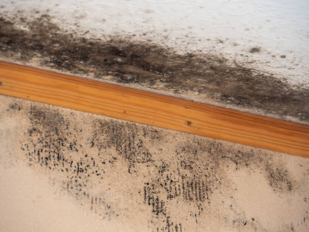 Best Environmental Consulting for Mold Prevention  in Yankton, SD