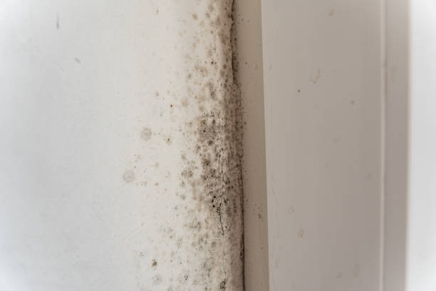Trusted Yankton, SD Mold Removal Experts